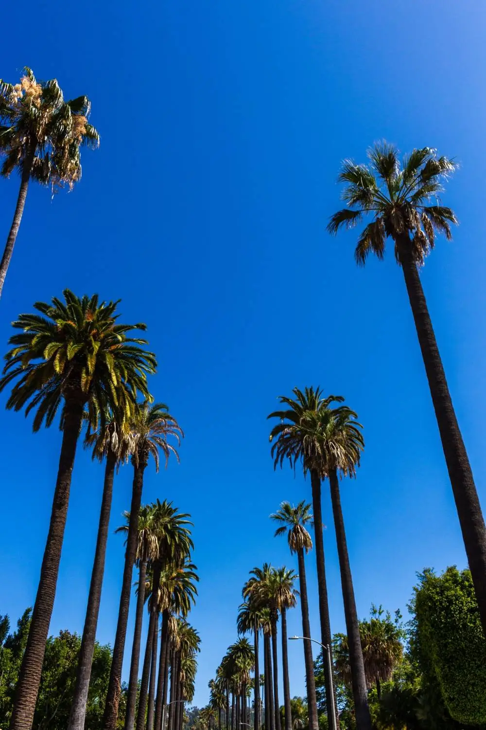 Palm-lined street in Los Angeles